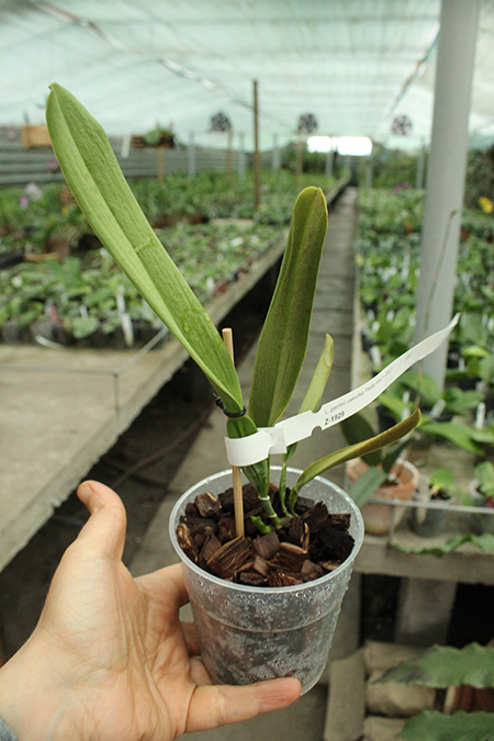 Laelia perrinii coerulea 'Pedra Azul' (Z-635) SELF.jpg