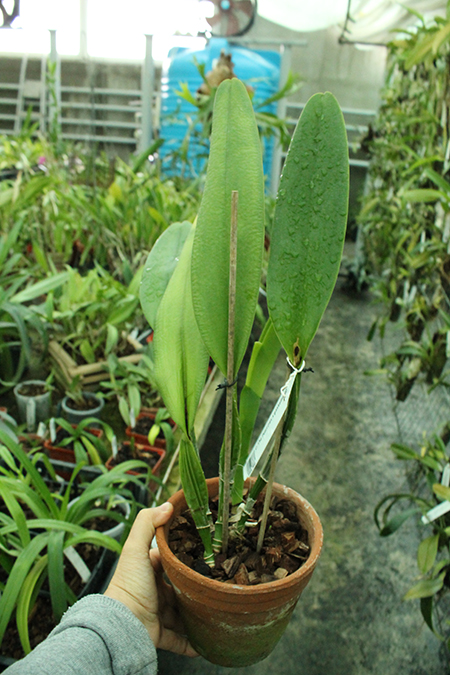 Cattleya The Pearl (rex x gaskelliana).jpg