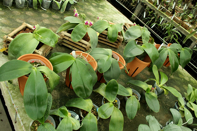 Phalaenopsis gigantea.jpg