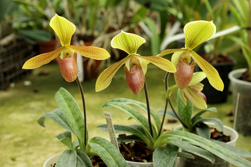 Paphiopedilum helenae x sukhakulii.jpg