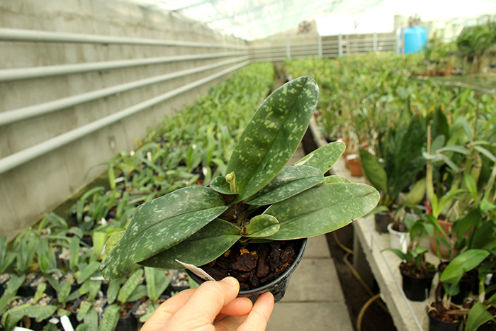 Paphiopedilum concolor x sib.jpg