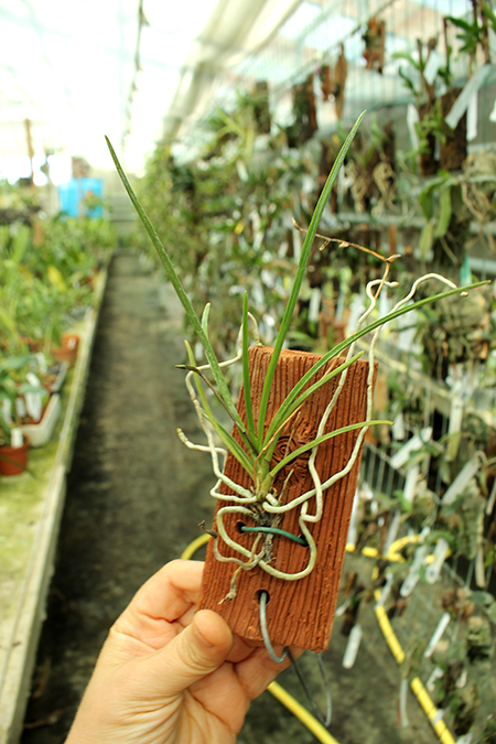 Holcoglossum quasipinifolium.jpg