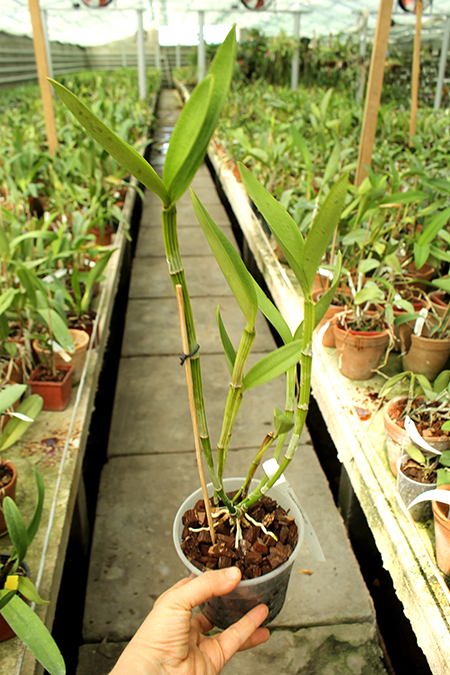 Cattleya guttata coerulea sem pintas 'Monte Verde'.jpg
