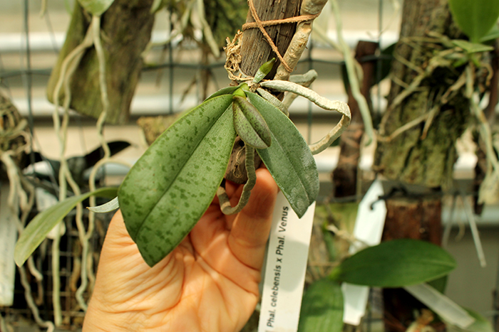 Phalaenopsis celebensis x Phalaenopsis Venus.jpg