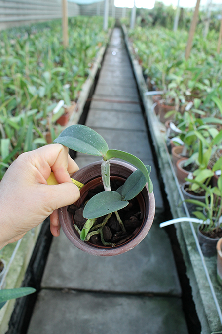 Cattleya amethystoglossa coerulea.jpg