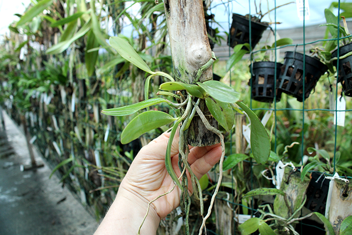 Cattleya aclandiae 'Itaparica' x Cattleya aclandiae 'Mulatinha'.jpg