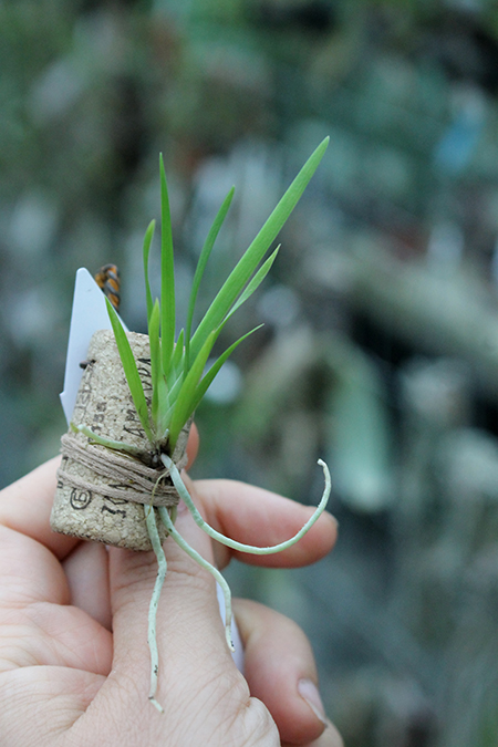 Podangis dactyloceras.jpg