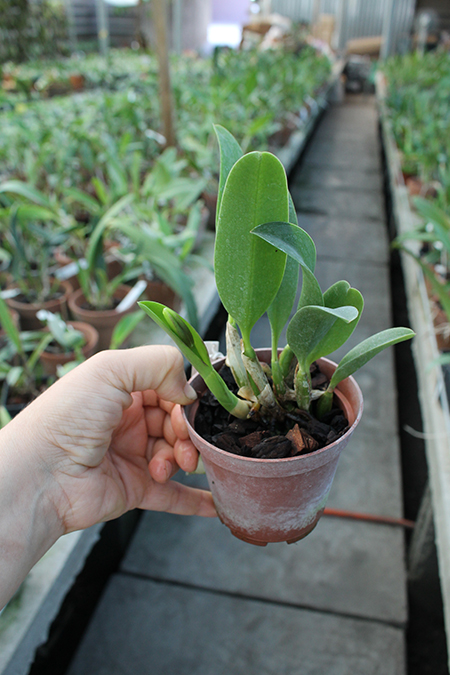 Laelia alaori x praestans.jpg