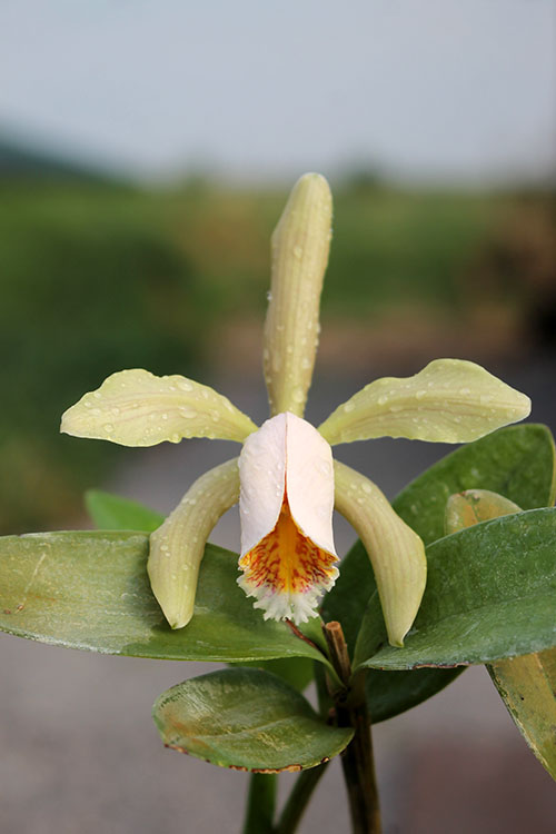 Cattleya forbesii.jpg
