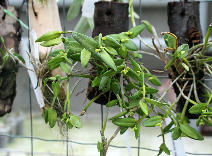 Dendrobium quadrangulare.jpg