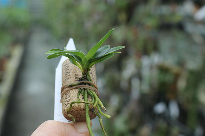 Angraecum pectinatum.jpg