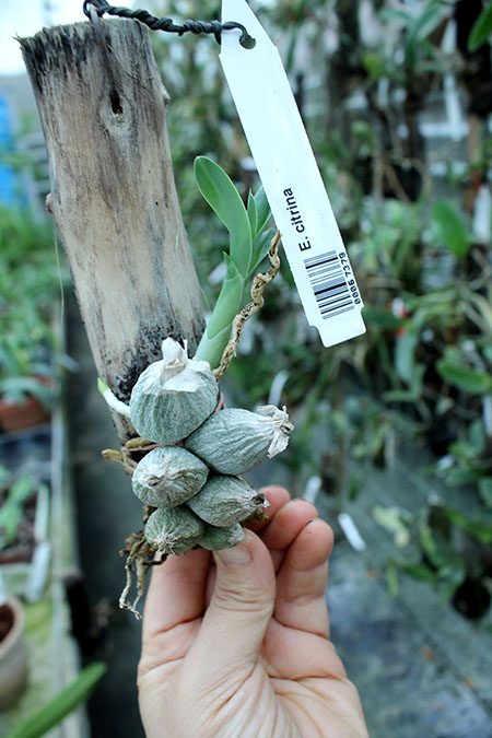 Encyclia citrina.jpg