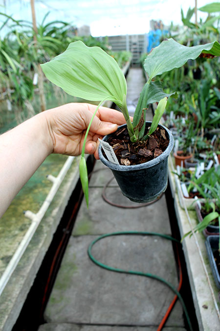 Coelogyne usitana.jpg