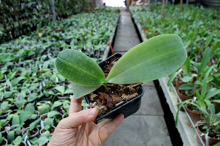 Phalaenopsis gigantea x Mituo Venosa.jpg