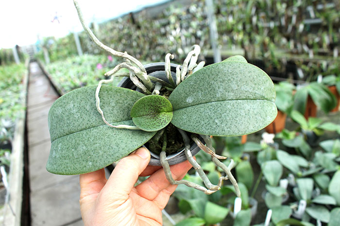 Phalaenopsis stuartiana x finleyi.jpg