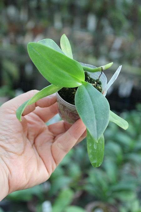 Renanthopsis Chienlung Little Cricket.jpg