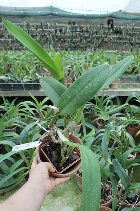Laeliocattleya Sagarik Wax 'Fragrant Sky' x Cattleya walkeriana 'tipo'.jpg