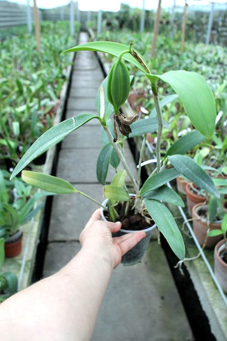Cattleya porphyroglossa.jpg