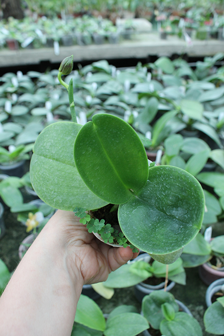 Phalaenopsis Yuda Red Blood x Chingruey's Fancy.jpg