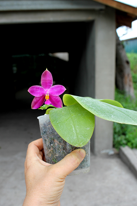 Phalaenopsis Mituo Coral Mambonosa x LD's bear Queen.jpg