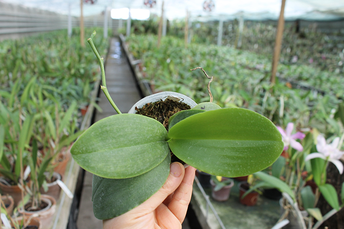 Phalaenopsis Yuda Red Blood x Chingruey's Fancy.jpg