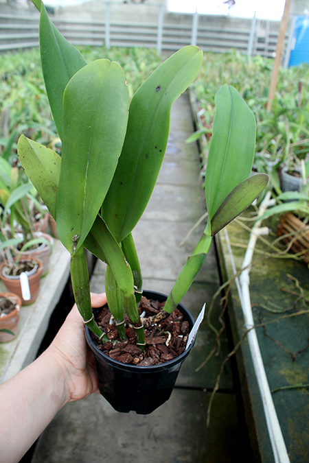 Brassolaeliocattleya Chia Lin 'Red Pearl'.jpg