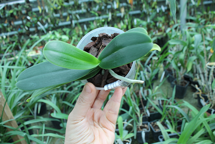 Sedirea japonica.jpg