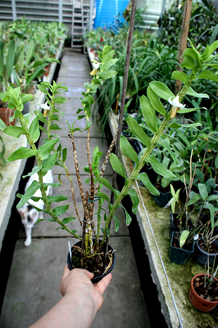 Dendrobium ellipsophyllum.jpg