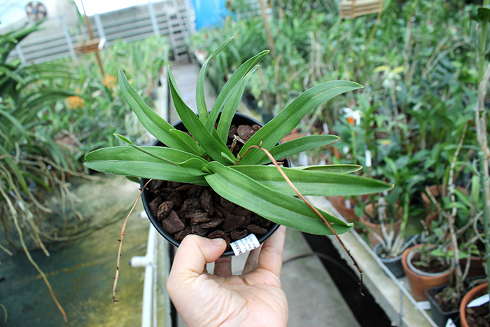 Sarcochilus hartmannii x Fitzhart.jpg