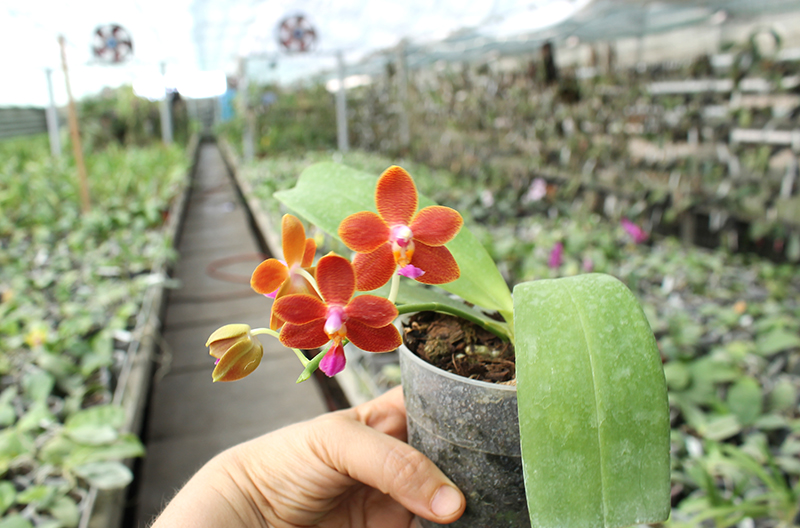 Phalaenopsis I-Hsin Salmon.jpg