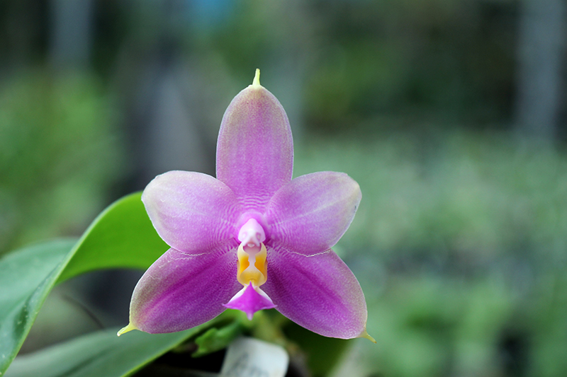 Phalaenopsis Zeng Min Muscadine x violacea indigo.jpg