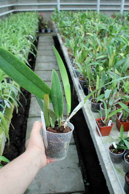 Cattleya mossiae coerulea ('Dark Lip' x '#123').jpg