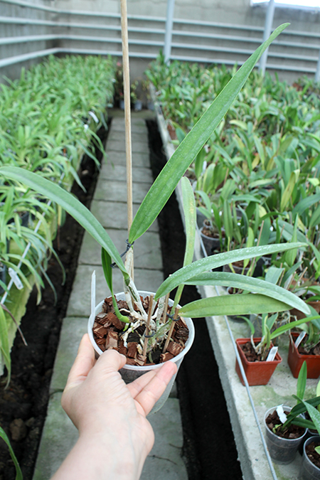 Cattleya mossiae coerulea.jpg