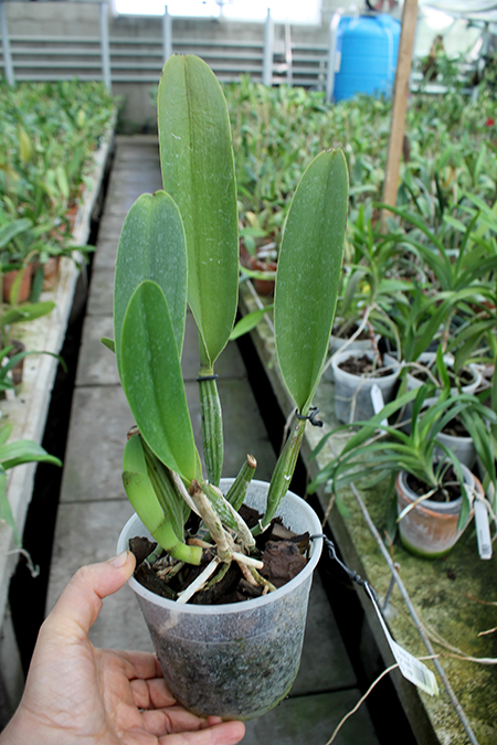 Brassolaeliocattleya Toshie Aoki 'Pizazz Subv OC'.jpg