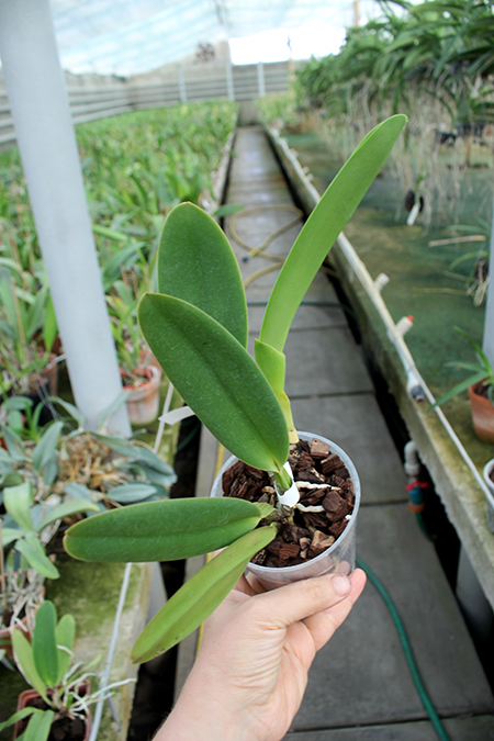 Cattleya warneri coerulea 'Suzuki' x warneri coerulea '351'.jpg