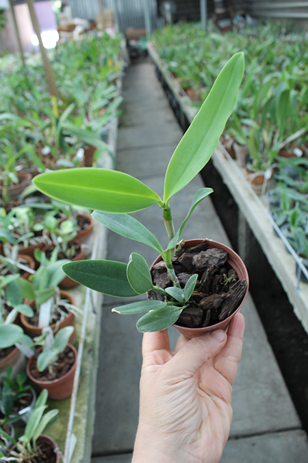 Cattleya velutina.jpg