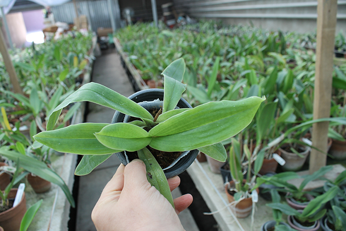 Paphiopedilum spicerianum.jpg