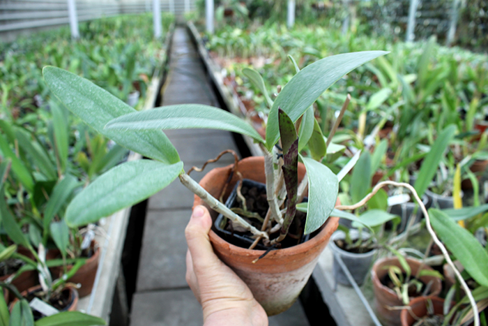 Cattleya amethystoglossa 'Multiflora'.jpg