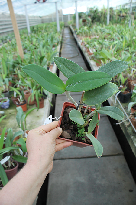 Cattleya leopoldii trilabelo 'Monte Verde' x SELF.jpg