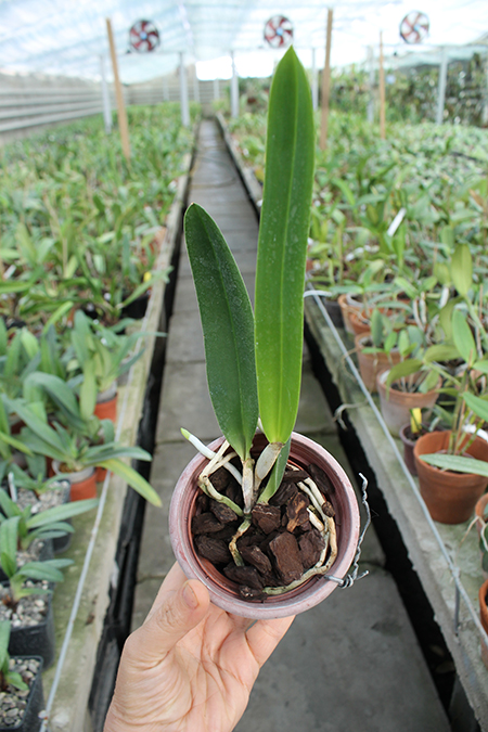Laelia crispa vinicolor.jpg
