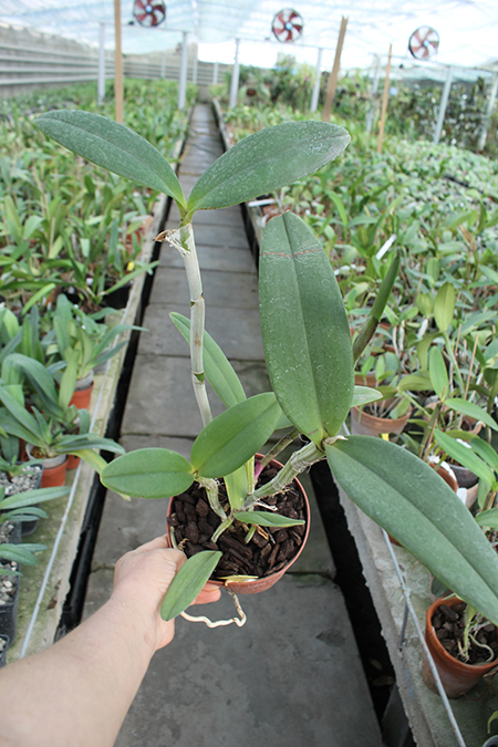 Cattleya amethystoglossa 'Colibri'.jpg