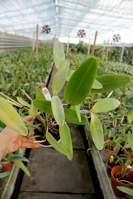 Cattleya intermedia aquini alba 'Neve' x Cattleya intermedia aquini alba 'Sublime'.jpg