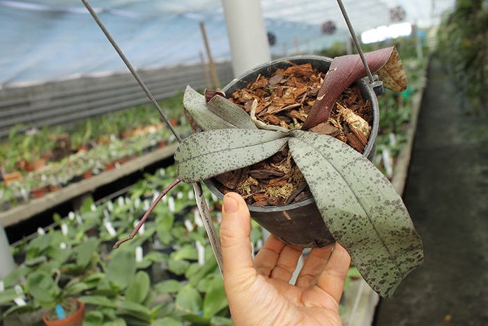 Phalaenopsis celebensis yellow.jpg