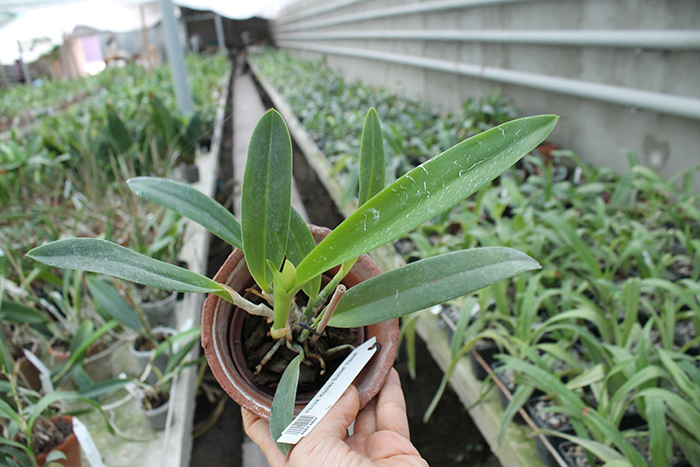 Hawkinsara Koolau Sunset 'Hawaii'.jpg
