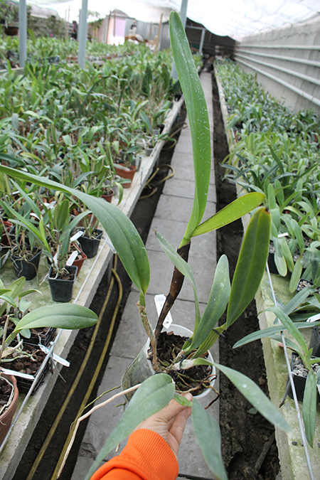 Laelia tenebrosa 'Fumacina Fujita' x Laelia tenebrosa extra XXX.jpg