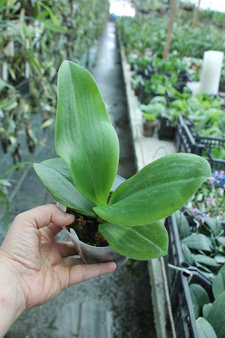 Phalaenopsis Chienlung Snake.jpg