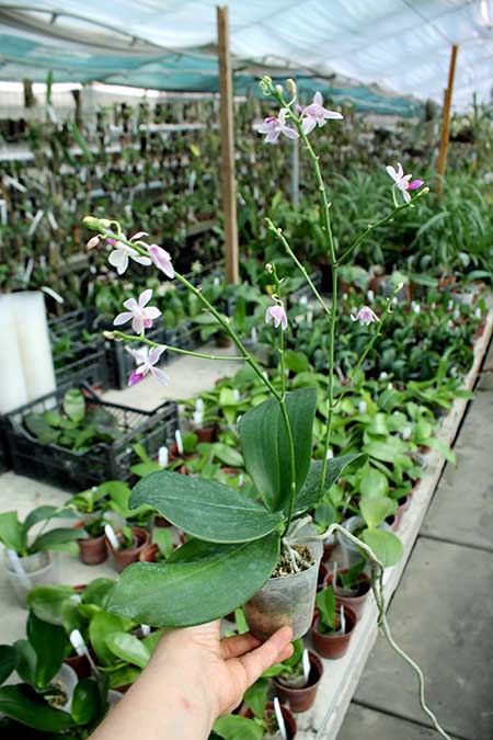 Phalaenopsis maculata x equestris.jpg