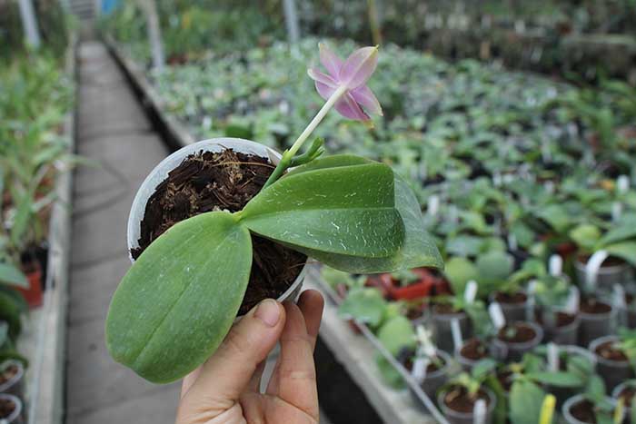 Phalaenopsis Zeng Min Muscadine x violacea indigo.jpg