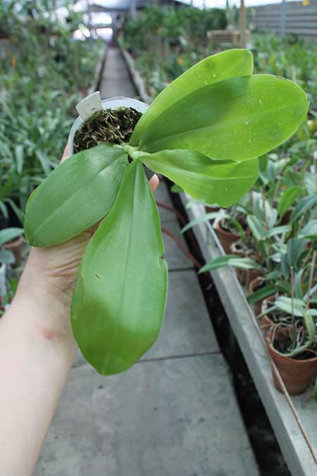 Phalaenopsis Jennifer Pallermo 'B2'.jpg