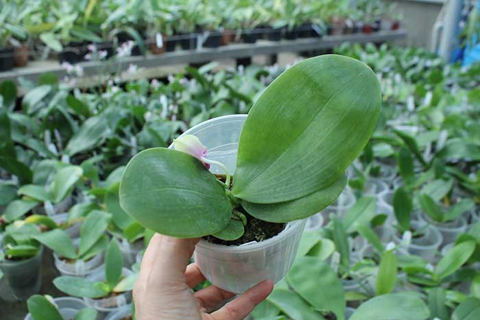 Phalaenopsis Nobby's Fox x Zheng Min Muscadine.jpg